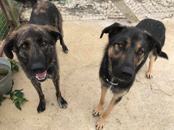 Helga and Hilda 2 GSD cross sisters looking for a home