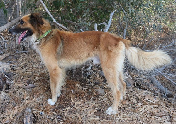 Happy Herbie GSD cross needs a new home