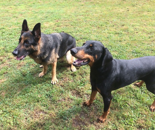 Hunter the GSD with his friend the Doberman