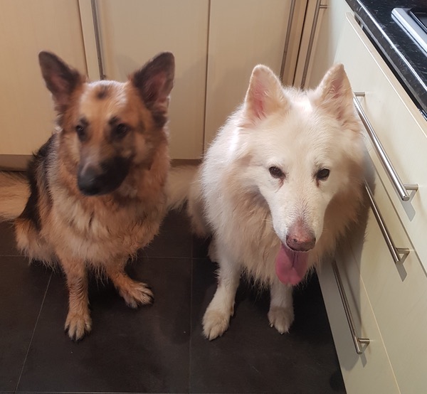 Ice and Phyre 2 GSD's that need a home together