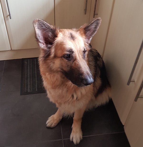 Phyre a gentle female GSD looking for a new home