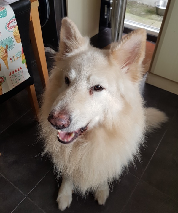 large white gsd looking for a new home