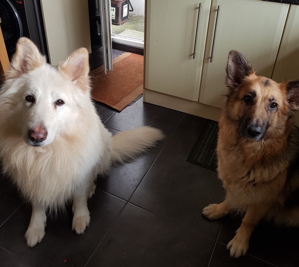 Ice and Phyre 2 beautiful GSD's looking for a home