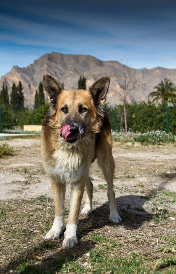 Igor stray GSD looking for a new home