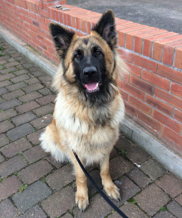 Izzy the long coat sable GSD is such a pretty girl