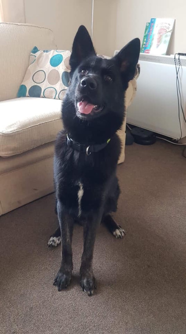 Jake young GSD looking for a new home