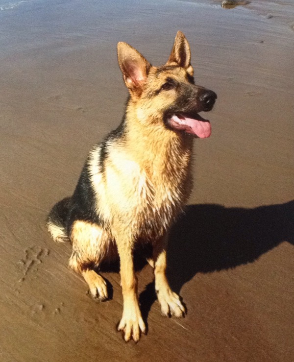 Jerry Lee 7 month old GSD looking for a new home