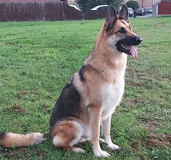 Jerry Lee GSD cross sitting beautifully