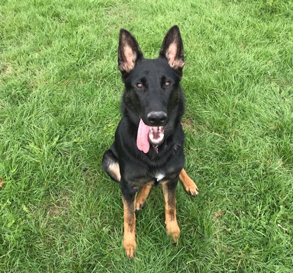 jess young female gsd looking for a home