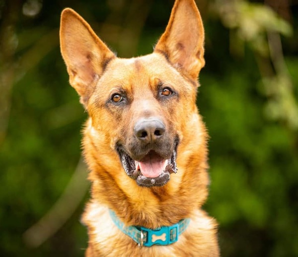 jethro gsd looking for a new home