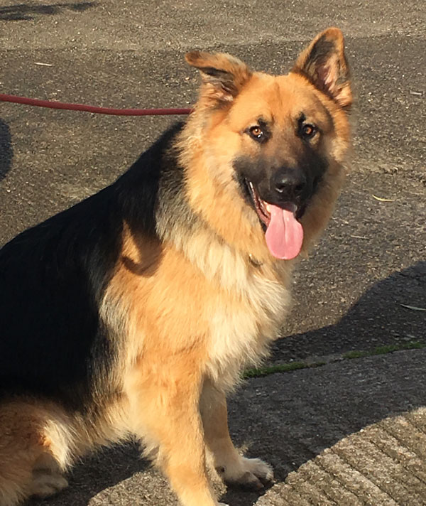 Handsome Joey the young GSD looking for a new home