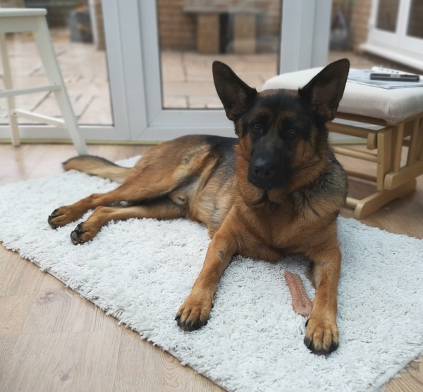 Young GSD Jude looking for a new home