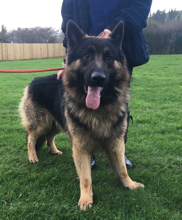 Kaiser big GSD looking for a new home