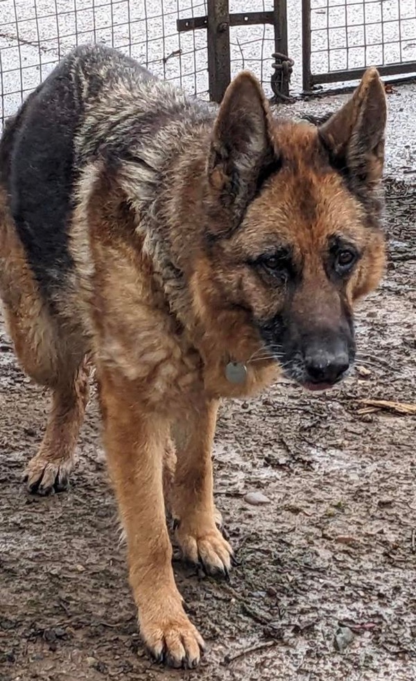 Katie older GSD needs a new home