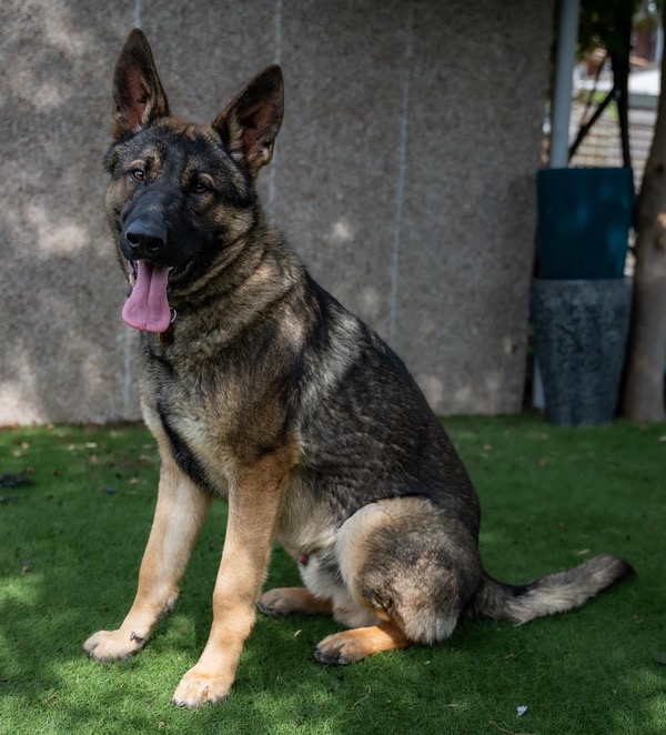 Khaos working lines GSD needs a new home