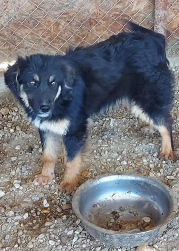 Romanian puppy Kizzi needs a new home
