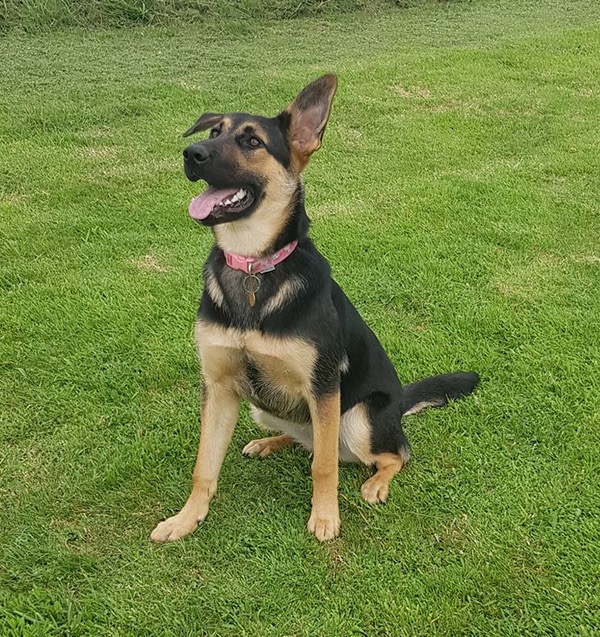 Kofi GSD pup looking for a new home