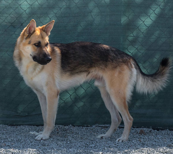 Lad GSD in Cyprus looking for a home