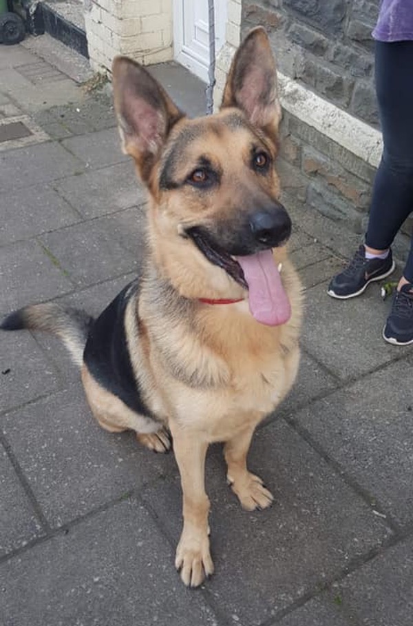 Lenny gsd looking for a new home