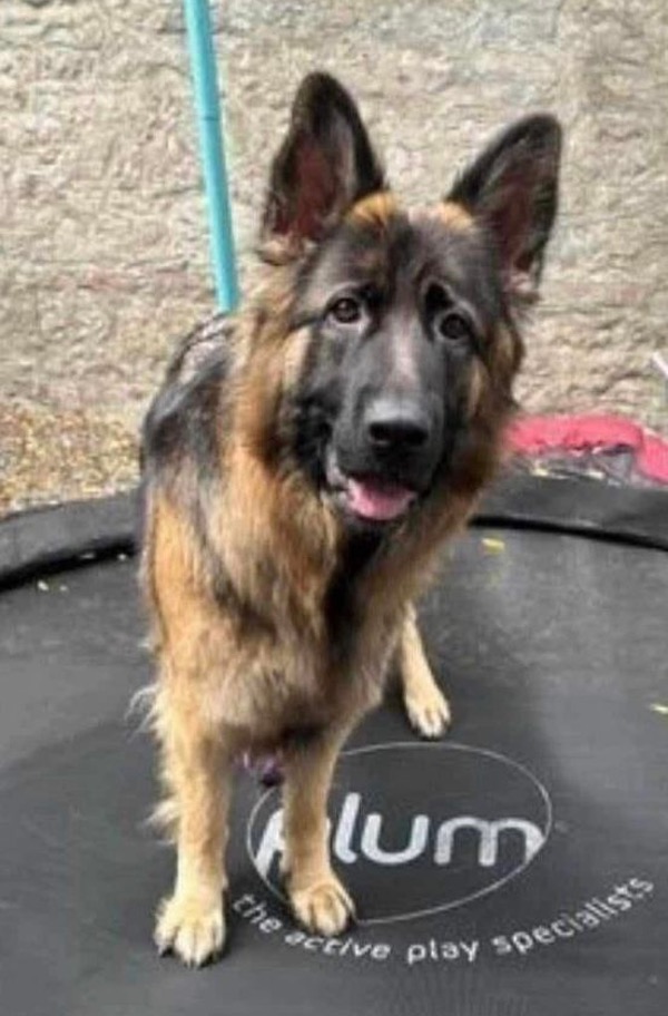 Lily young female GSD needs a new home