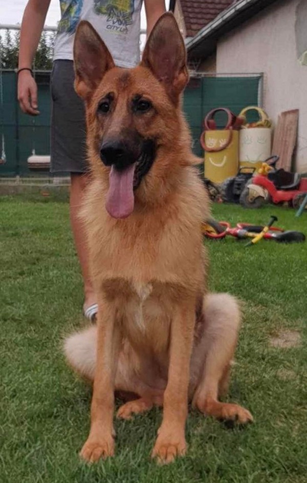 Beautiful GSD Lina needs a new home