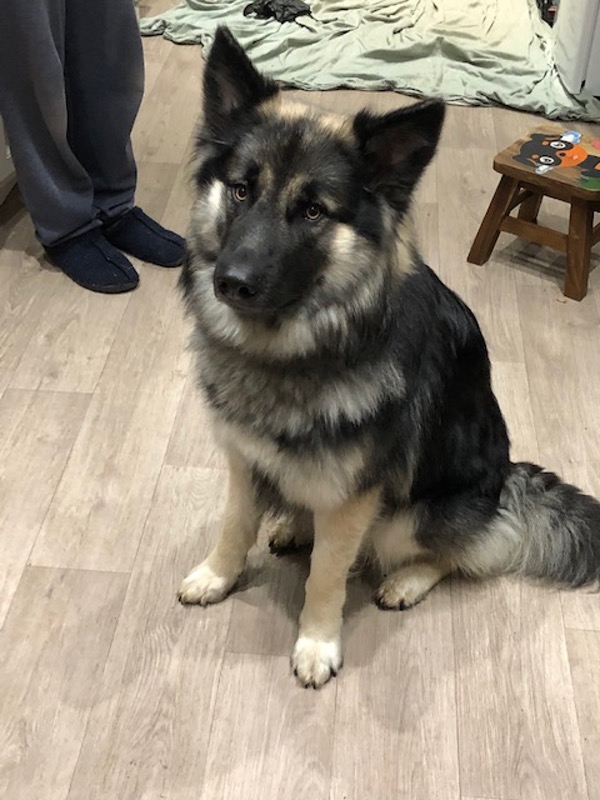 GSD/husky cross looking for a new home