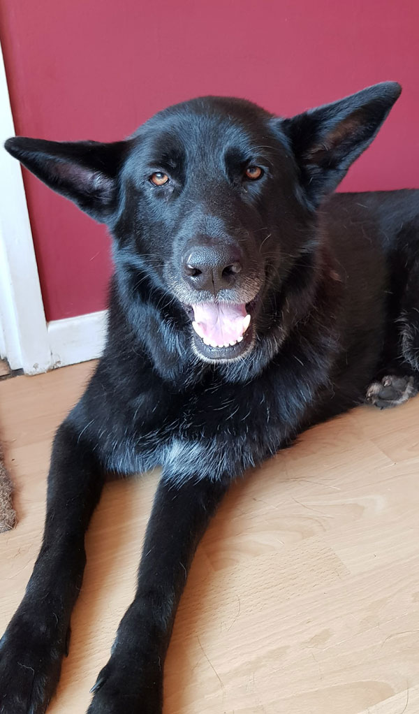 Beautiful big black GSD Loki is looking for a new home