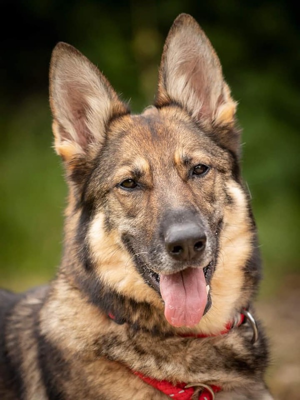 lola gsd looking for a new home