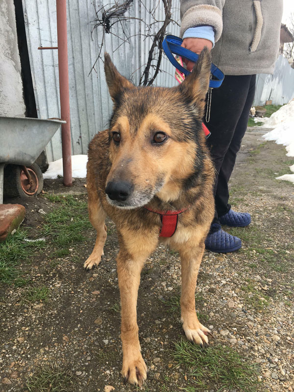 Luca nervous GSD looking for a home