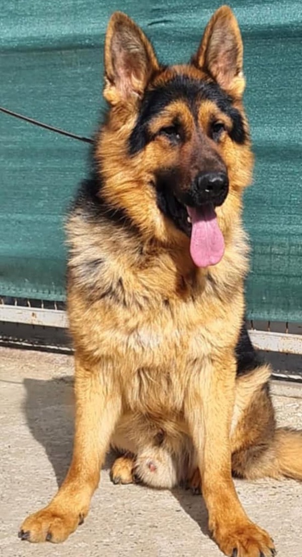 2 GSD's Luca and Max need a home