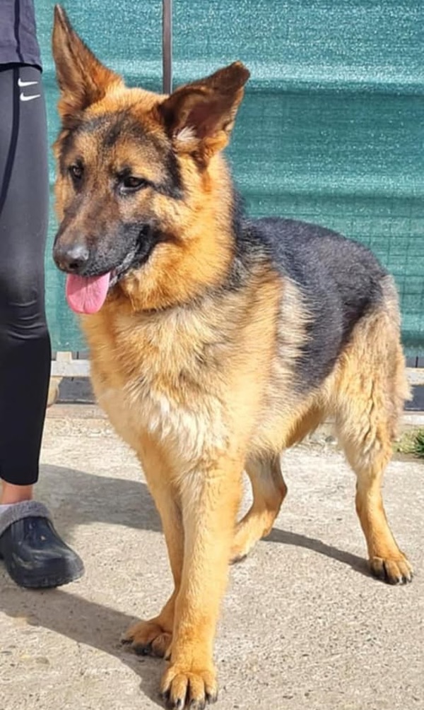 2 GSD's need a new home