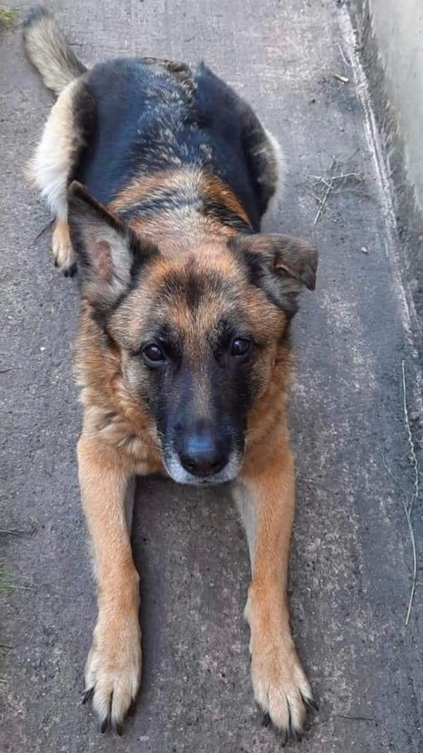 Lucy older gsd needs a new home