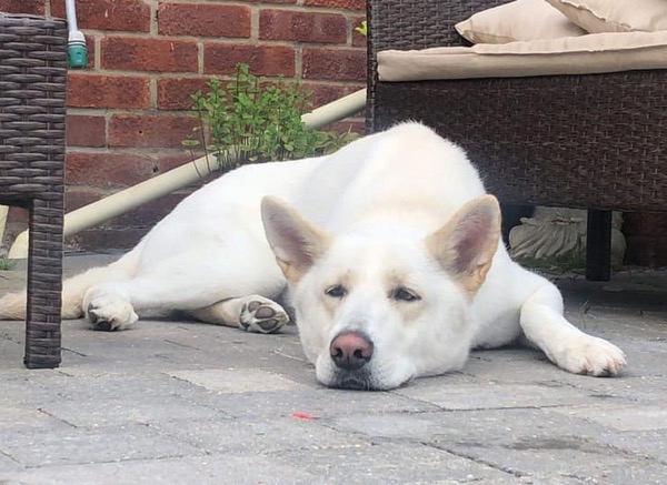 White GSD Luna needs a new home