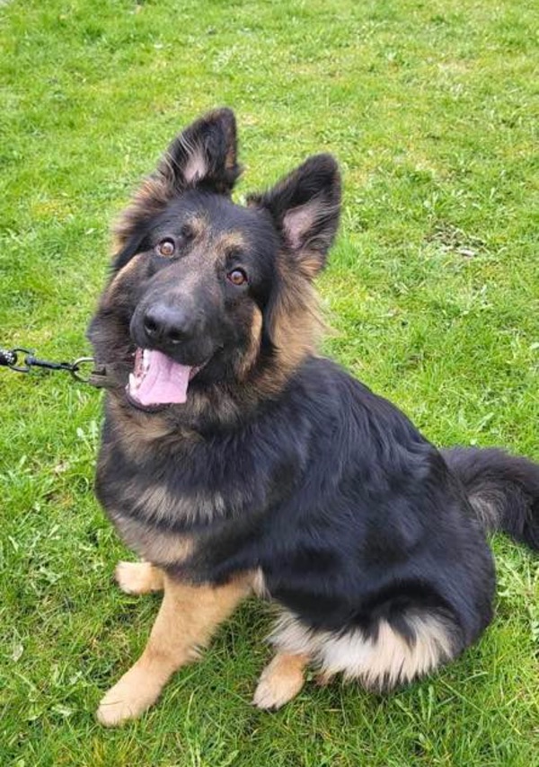 Young GSD Luna needs a new home