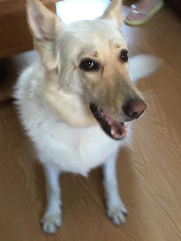 white gsd Luna needs a home