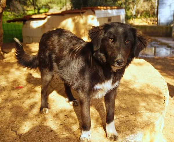 Sweet puppy Mable looking for her forever home