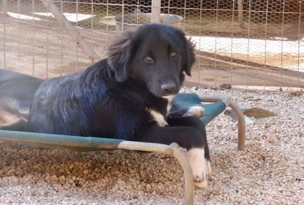 Maddy young pup in Greece needs a new home