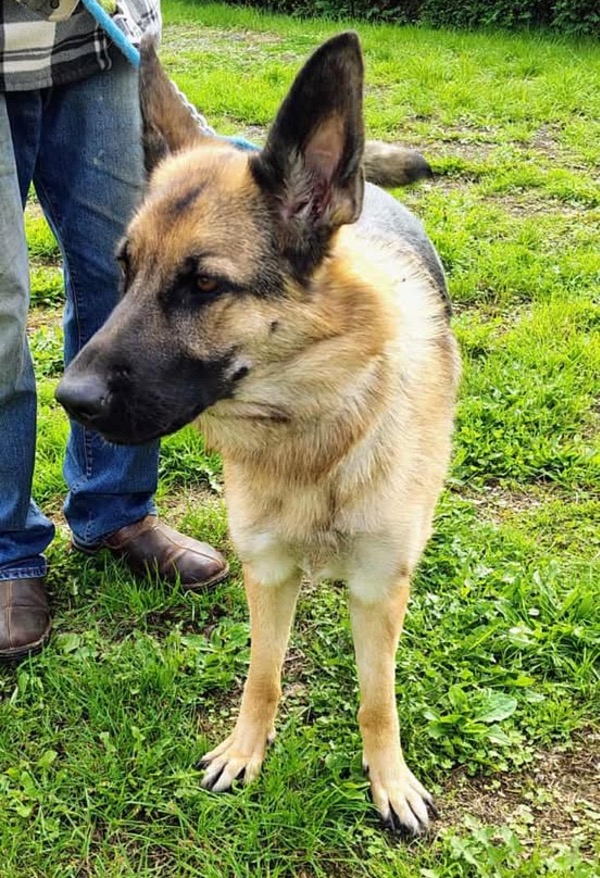 Maisie young female GSD needs a new home