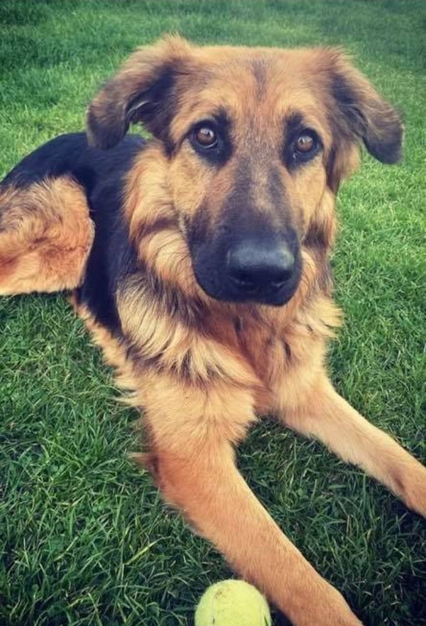 Maisie GSD needs a new home