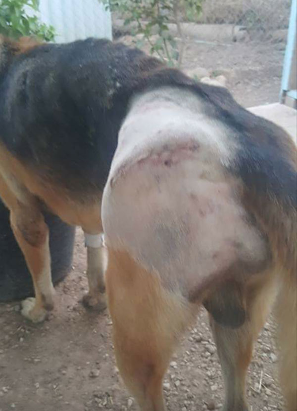 Major after his surgery