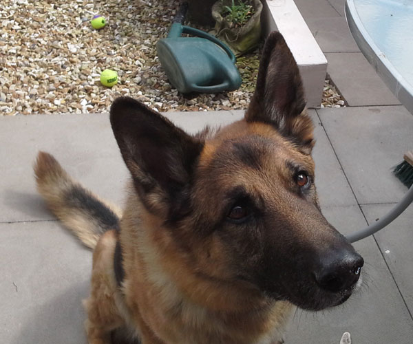 Major 6 year old GSD needs a home