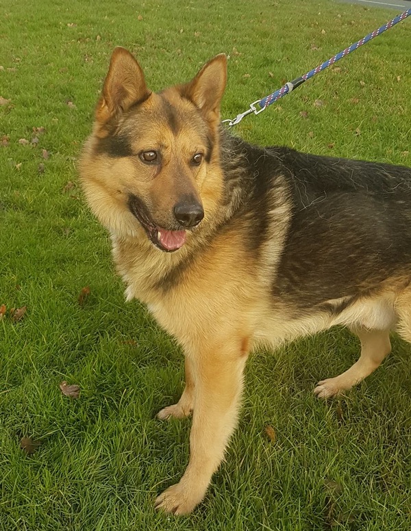 Major GSD needs a new home