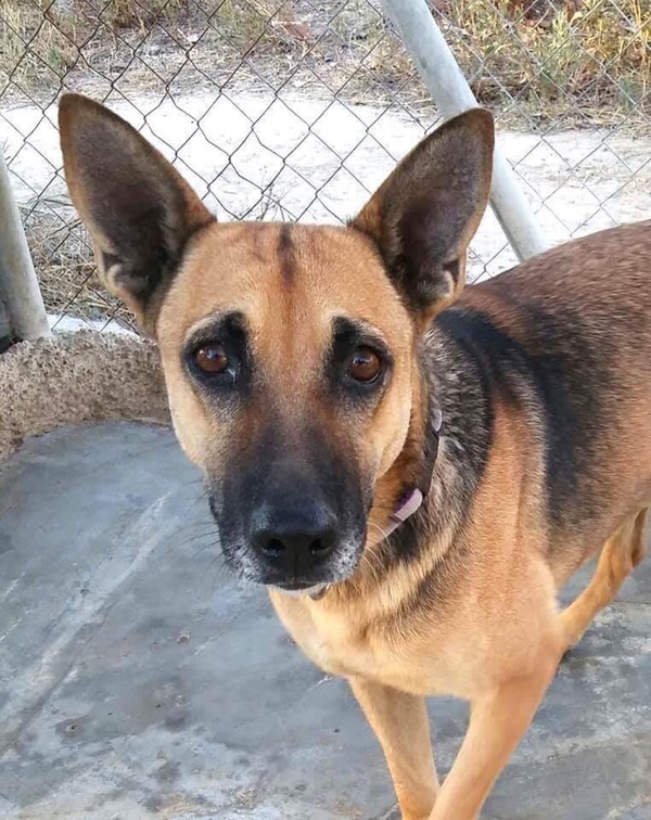 Mar beautiful female GSD looking for a home