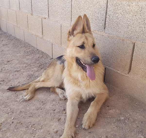Marco the GSD needs a home