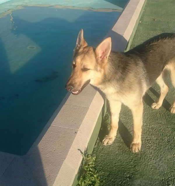 Marga young GSD by the swimming pool