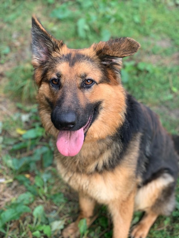 Margot GSD needs a new home