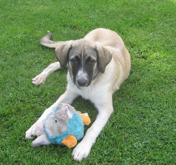 Maria sweet Romanian puppy looking for a home