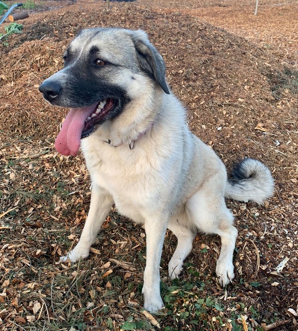 Maria cross breed shepherd for rehoming