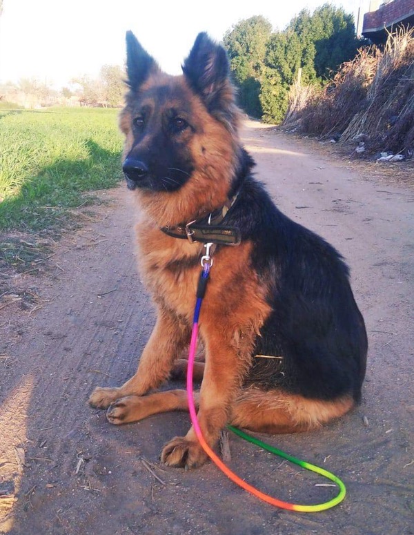 Marnie GSD with special needs requires a new home