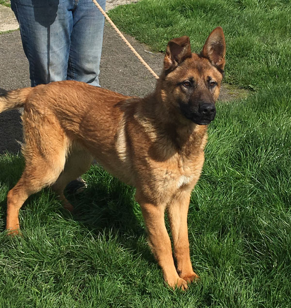 Marti  young GSD that suffered a fractured leg